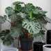 Di lei conservo ancora una monstera che ha oltre 60 anni e sulla quale ho apposto per il cartellino non in vendita